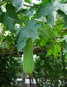 吊瓜视频,揭秘神奇吊瓜的种植与美味