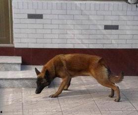 训练马犬视频,从入门到精通