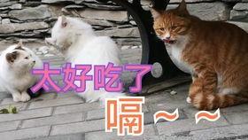 猫吃饭视频,猫咪吃饭瞬间捕捉