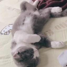 猫吃饭视频,猫咪吃饭瞬间捕捉