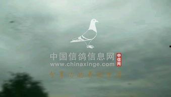 腾飞视频,探索科技前沿，引领视觉盛宴