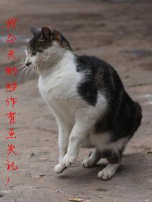 小花猫舞蹈视频
